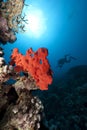 Ocean, coral and diver Royalty Free Stock Photo