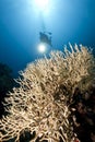 Ocean, coral and a diver Royalty Free Stock Photo