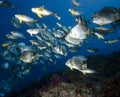 Ocean, coral and orbicular spadefish Royalty Free Stock Photo