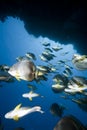 Ocean, coral and orbicular spadefish Royalty Free Stock Photo