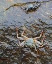 Ocean crab