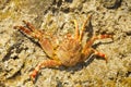 Ocean Crab Basking on Rocks 2