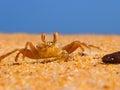 Ocean crab