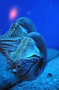 Ocean creatures Royalty Free Stock Photo