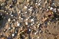 Ocean debris of drift wood smooth rocks and shells on sand