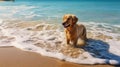 ocean dog at the beach