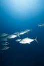 Ocean and doublespotted queenfish Royalty Free Stock Photo