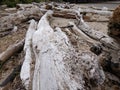 Ocean Driftwood at an Oregon Oceanside with a beach Royalty Free Stock Photo