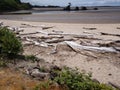 Ocean Driftwood at an Oregon Oceanside with a beach Royalty Free Stock Photo