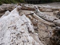 Ocean Driftwood at an Oregon Oceanside with a beach Royalty Free Stock Photo