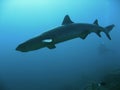 Ocean encounter Shark diver sipadan Royalty Free Stock Photo