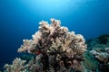 Ocean and finger leather coral Royalty Free Stock Photo