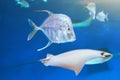 Ocean fish and stingrays are swimming on the blue sea Royalty Free Stock Photo