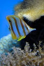 Ocean fish yellow and white