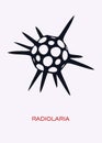 Radiolaria.