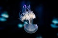 Ocean jellyfish close-up