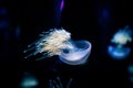 Ocean jellyfish close-up