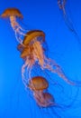 Ocean jellyfish