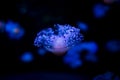 Ocean jellyfish close-up