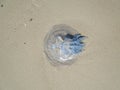 Ocean jellyfish
