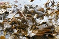 Ocean Kelp Royalty Free Stock Photo