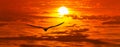 Inspirational Sunset Bird Flying Banner Royalty Free Stock Photo