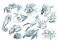 Ocean Life and Marine Creatures with Loggerhead Turtle and Shell Vector Set