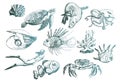 Ocean Life and Marine Creatures with Loggerhead Turtle and Shell Vector Set