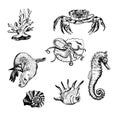 Ocean Life and Marine Creatures with Navy Seal and Seahorse Vector Set