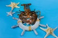 Ocean lobster on rescue circle with starfish on blue background