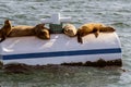 Ocean mammals sharing warm and dry spot