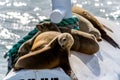 Ocean mammals sharing warm and dry spot