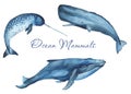 Ocean mammals watercolor. Royalty Free Stock Photo