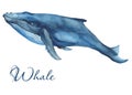 Ocean mammals watercolor.