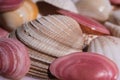 Ocean mollusk shells. Seashells. Seashell background. Texture of the shells. Seashell background. Colorful sea shells as
