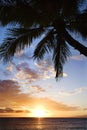 Ocean palm in Maui at sunset. Royalty Free Stock Photo