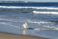 Ocean Park Beach near Punta del Este, Uruguay