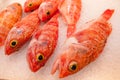 Ocean perch Royalty Free Stock Photo