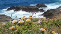 Ocean purple flowers Royalty Free Stock Photo