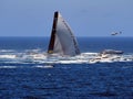 Ocean racing Yacht, 2022 Sydney to Hobart Race, Australia