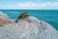 Ocean rest. Iguana on the stone. Beautiful tropical animal. King iguana resting on the beach. Summer time concept. Green