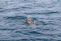 Ocean folds like origami around mother, calf pilot whale in Norway\'s pure, textured waters Royalty Free Stock Photo