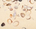 Ocean sand texture. Sea sand with small shells background. White sand and shells background Royalty Free Stock Photo