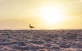 Ocean Scene Background With Sand And Seagull With