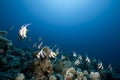 Ocean and schooling bannerfish Royalty Free Stock Photo