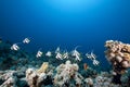 Ocean and schooling bannerfish