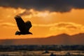 Ocean sea sunset with eagle, orange clouds. Flying bird of prey, White-tailed Eagle, Haliaeetus albicilla, with blue sky and white