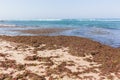 Ocean Seaweed Marine Plants Beach