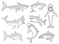 Ocean shark. Big sea fish silhouettes flowing creature with big tooth aquatic animal vector shark tattoo design