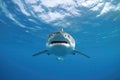 Ocean Shark Bottom View From Below. Generative AI